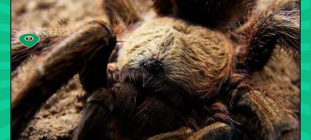 九游娱乐- 世界足球莱万多夫斯基 